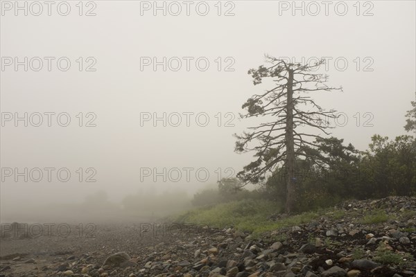 Fog surrounding Dying Evergreen Tree at Beach