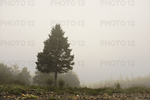 Fog surrounding Evergreen Tree at Beach