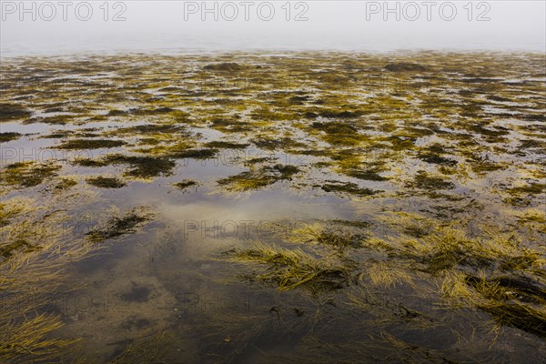 Floating Seaweed at Low Tide