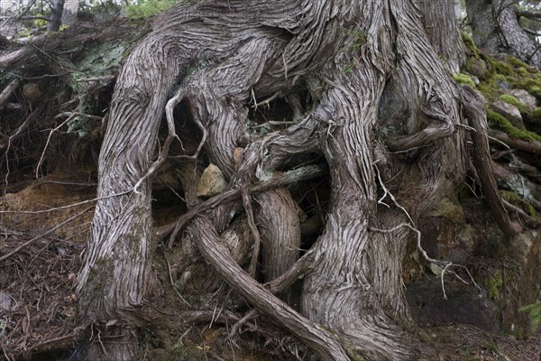 Gnarled Tree Trunk and Roots
