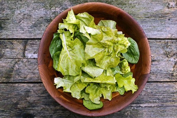 High Angle View of Bowl of Organic Garden Lettuce