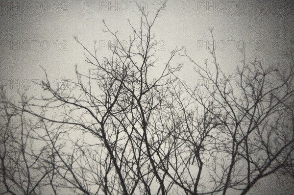 Low Angle View of Tree Silhouette with no Leaves