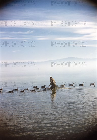 Rear View of Man standing in water with Duck Decoys