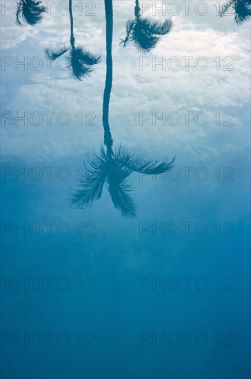 Palm Trees Reflected in Blue Pool Water