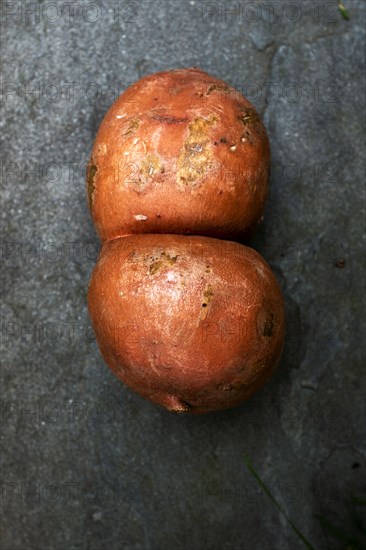 Sweet Potato