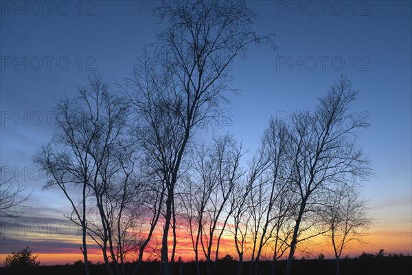 Silhouette of Bare Trees at Sunset