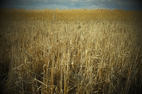 Field of Marsh Grass