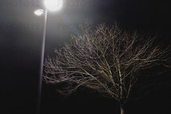 Bare Tree and Street Light at Night