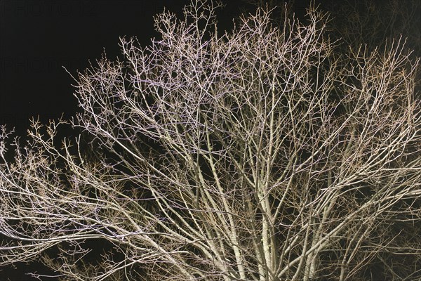 Illuminated Bare Tree Branches at Night