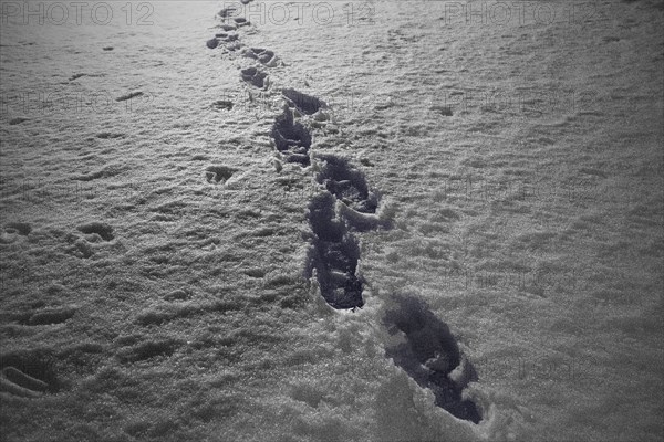 Footprints in Snow at Night