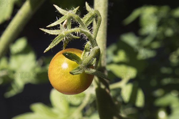 Cherry Tomato and Blossom on Vine