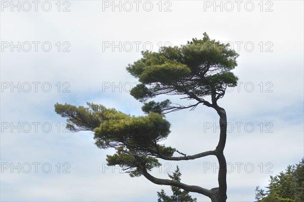 Pine Tree against Cloudy Sky