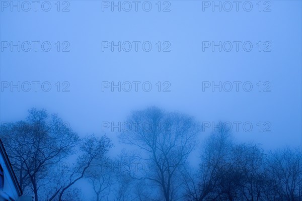 Silhouette of Bare Oak Trees at Dusk