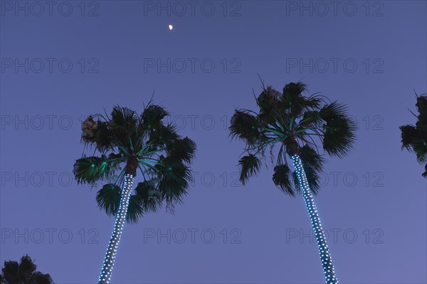 Low Angle View of Illuminated Palm Trees