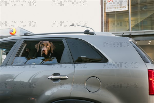 Dog looking out Window from Backseat of Car
