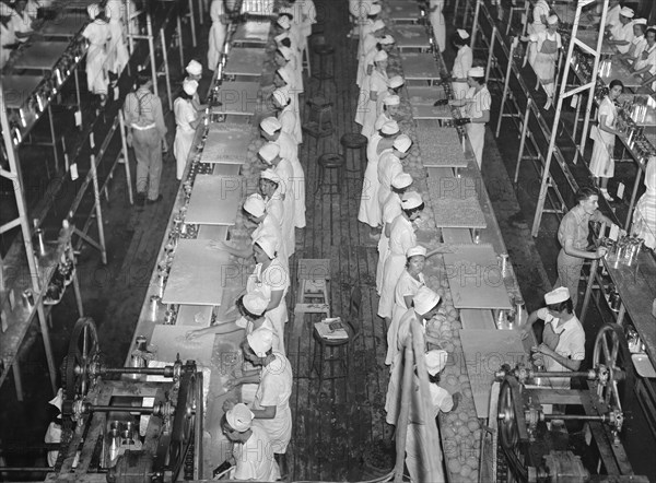 High Angle View of Migrant Workers at Grapefruit Canning Plant