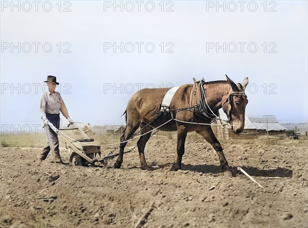 Farmer plowing Field