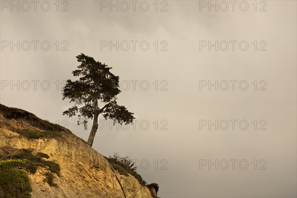 Lone Tree at edge of Windswept Cliff against Cloudy Sky