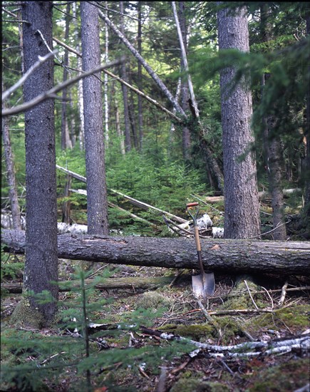 Shovel leaning against fallen tree in forest