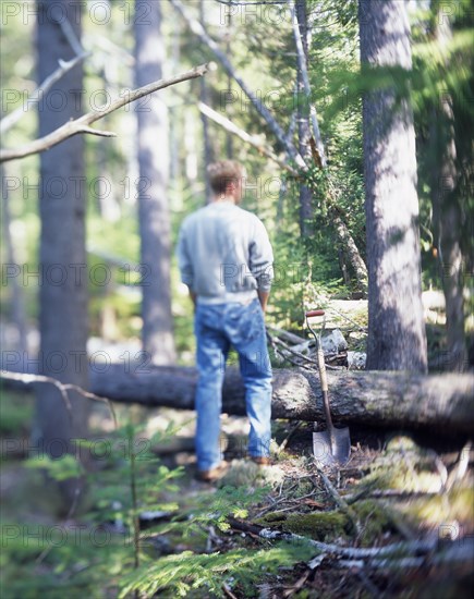 Rear view of man standing near fallen tree and shovel in forest