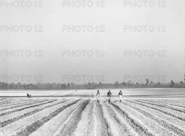Agricultural workers planting corn on large farm near Moncks Corner