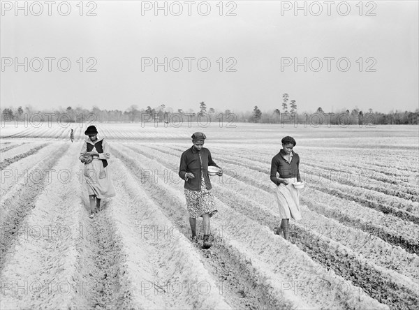 Three agricultural workers planting corn on a large plantation near Moncks Corner