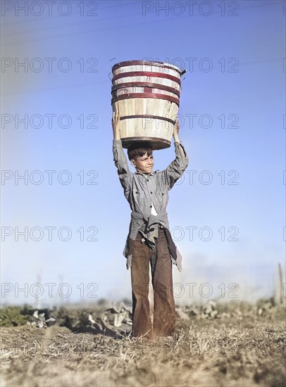 Young boy harvesting spinach crop