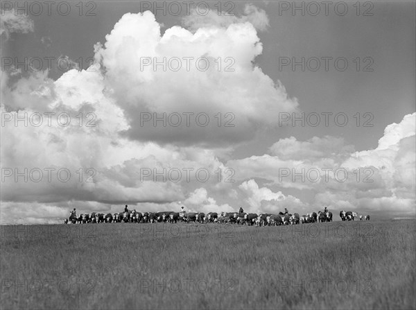 Driving cattle