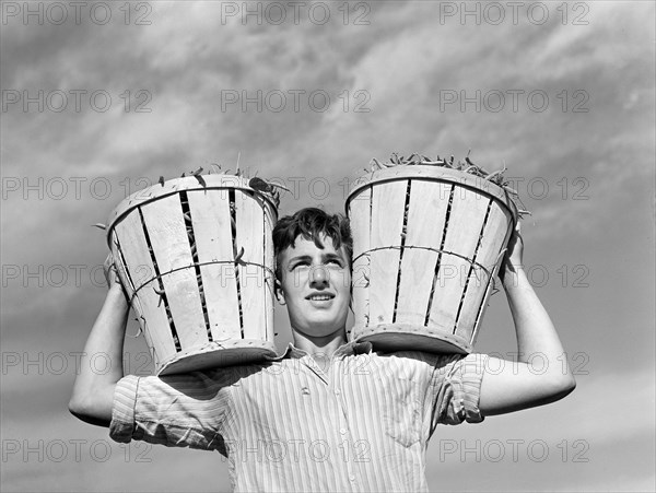 Field worker with two baskets of string beans