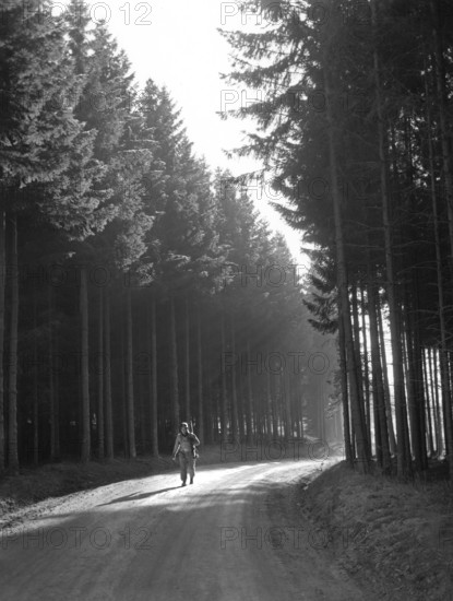 U.S. Private First Class Margerum walking through forest as he returns from front lines, Bastogne area, Belgium, U.S. Army Signal Corps, December 27, 1944