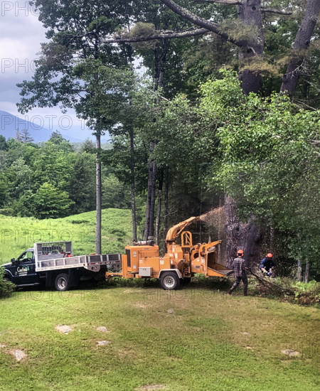 Tree Maintenance
