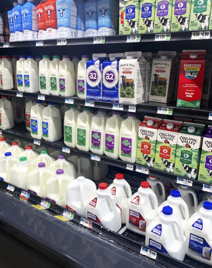 Dairy section in grocery store, Brooklyn, NY, USA