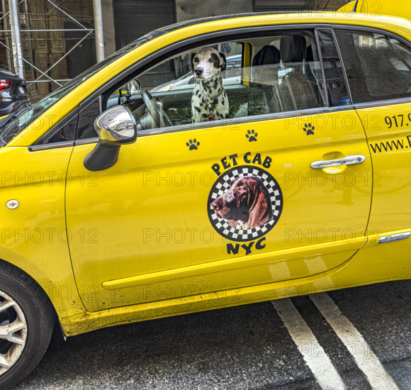 Dalmatian sitting in Pet Cab NYC, cab for transporting pets, New York City, New York, USA