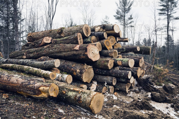 Stacked timber in forest