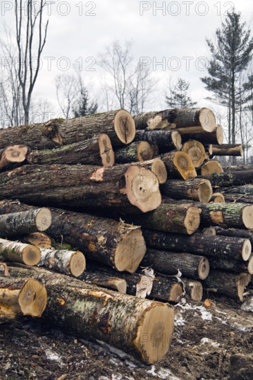 Stacked timber in forest
