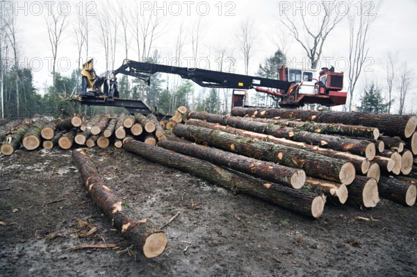 Log loader with stacked timber in forest
