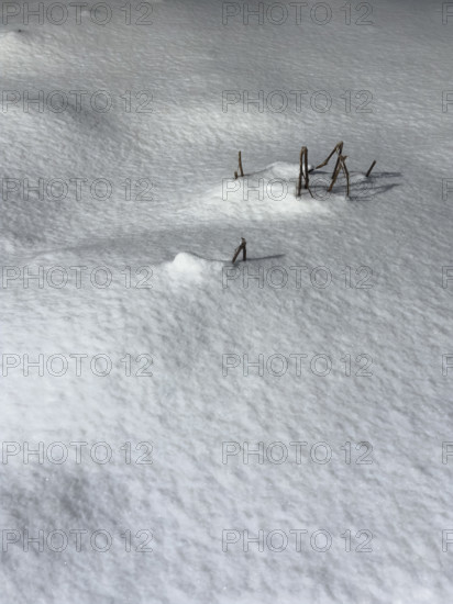 twigs poking through snow