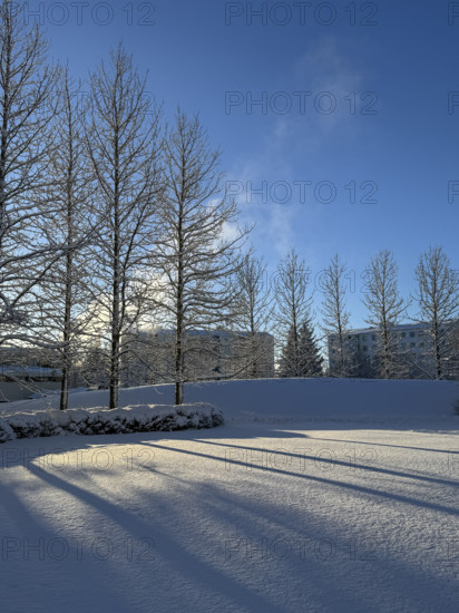 Bare trees casting long shadows from late afternoon sun on snowy park in winter