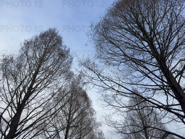 Silhouette of bare trees against blue sky in early spring, low angle view