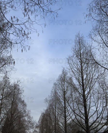 Silhouette of bare trees against blue sky in early spring, low angle view