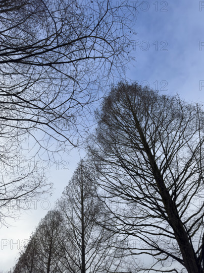 Silhouette of bare trees against blue sky in early spring, low angle view