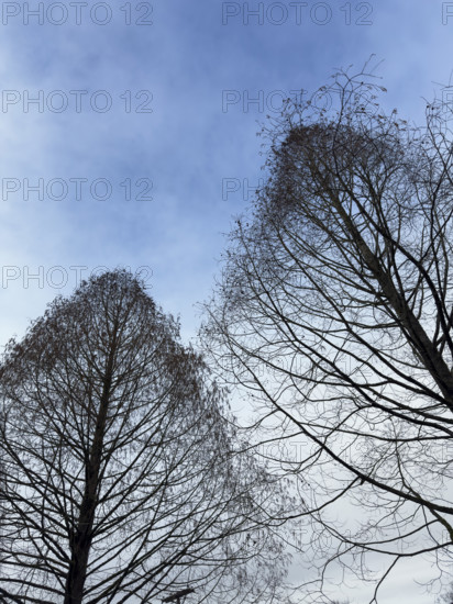 Silhouette of two bare trees against blue sky in early spring, low angle view