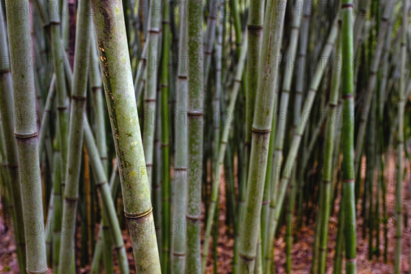 Grove of bamboo