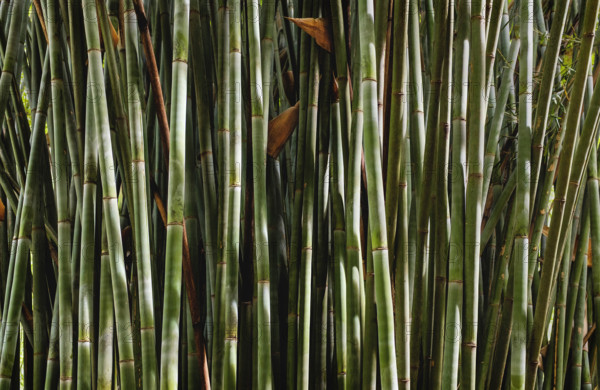 Thicket of bamboo stalks