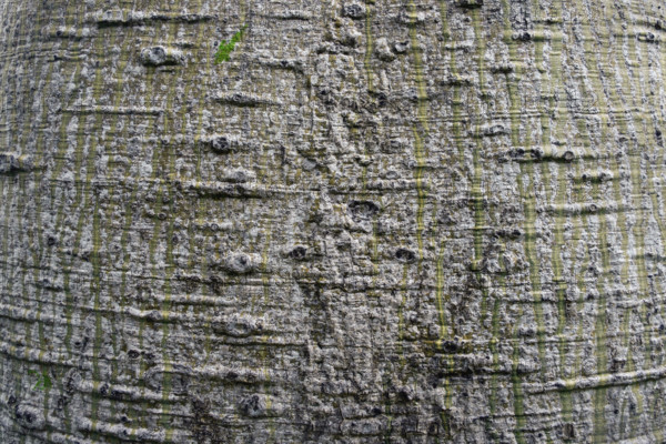 Close up detail of Queensland bottle tree bark