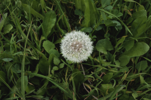 dandelion head with seeds amongst green grass