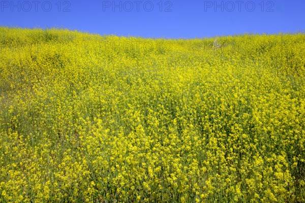 Field of invasive Mustard plants in bloom, Upper Las Virgenes Canyon Open Space Preserve, Calabasas, California, USA