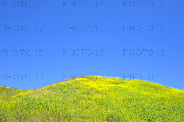 Field of invasive Mustard plants in bloom, Upper Las Virgenes Canyon Open Space Preserve, Calabasas, California, USA