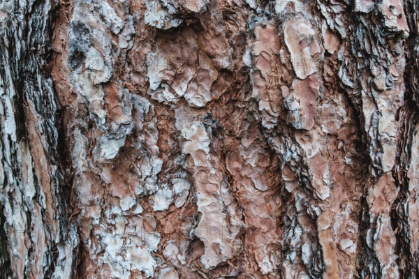 Close up detail of ponderosa pine tree bark