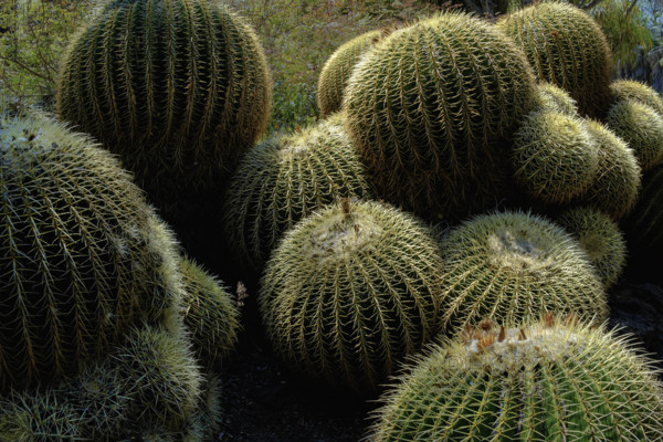Golden Barrel cactuses